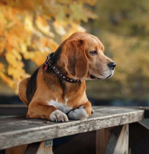 beagle kartáčovyný kartáči foolee aesee má čistou, lesklou a bohatou srst